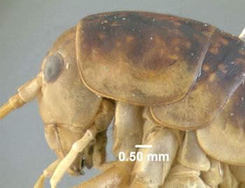 Media type: image;   Entomology 622025 Aspect: thorax lateral